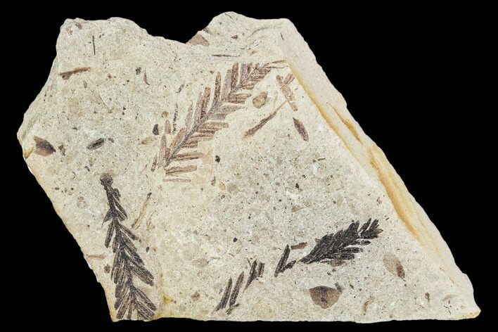 Plate Of Metasequoia Fossil - Cache Creek, BC #110888